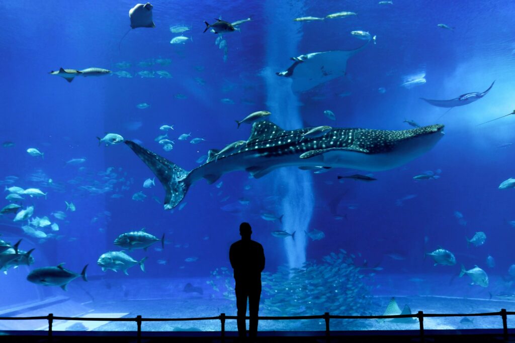 沖縄　美ら海水族館